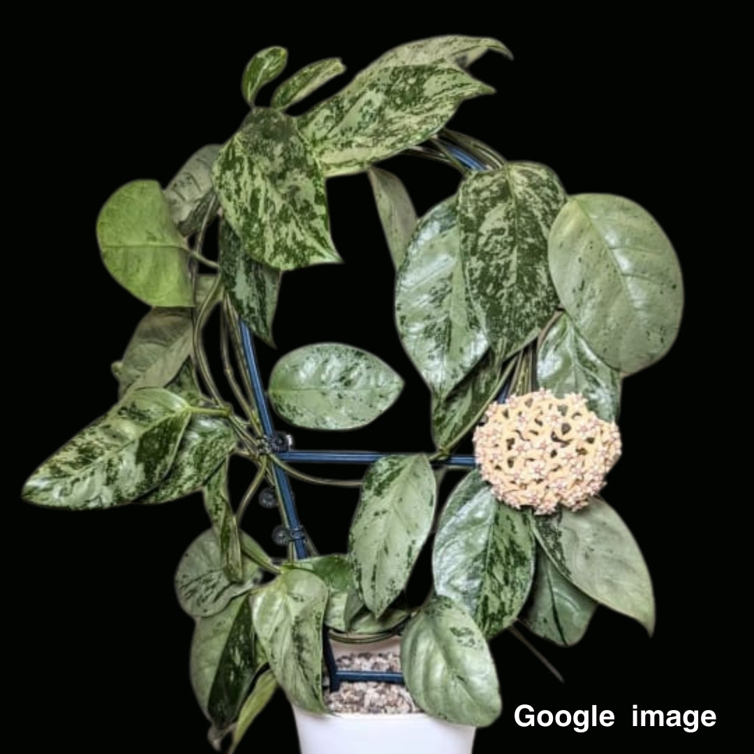 Hoya Coriacea Silver (Larger) PRE-ORDER-JULY138