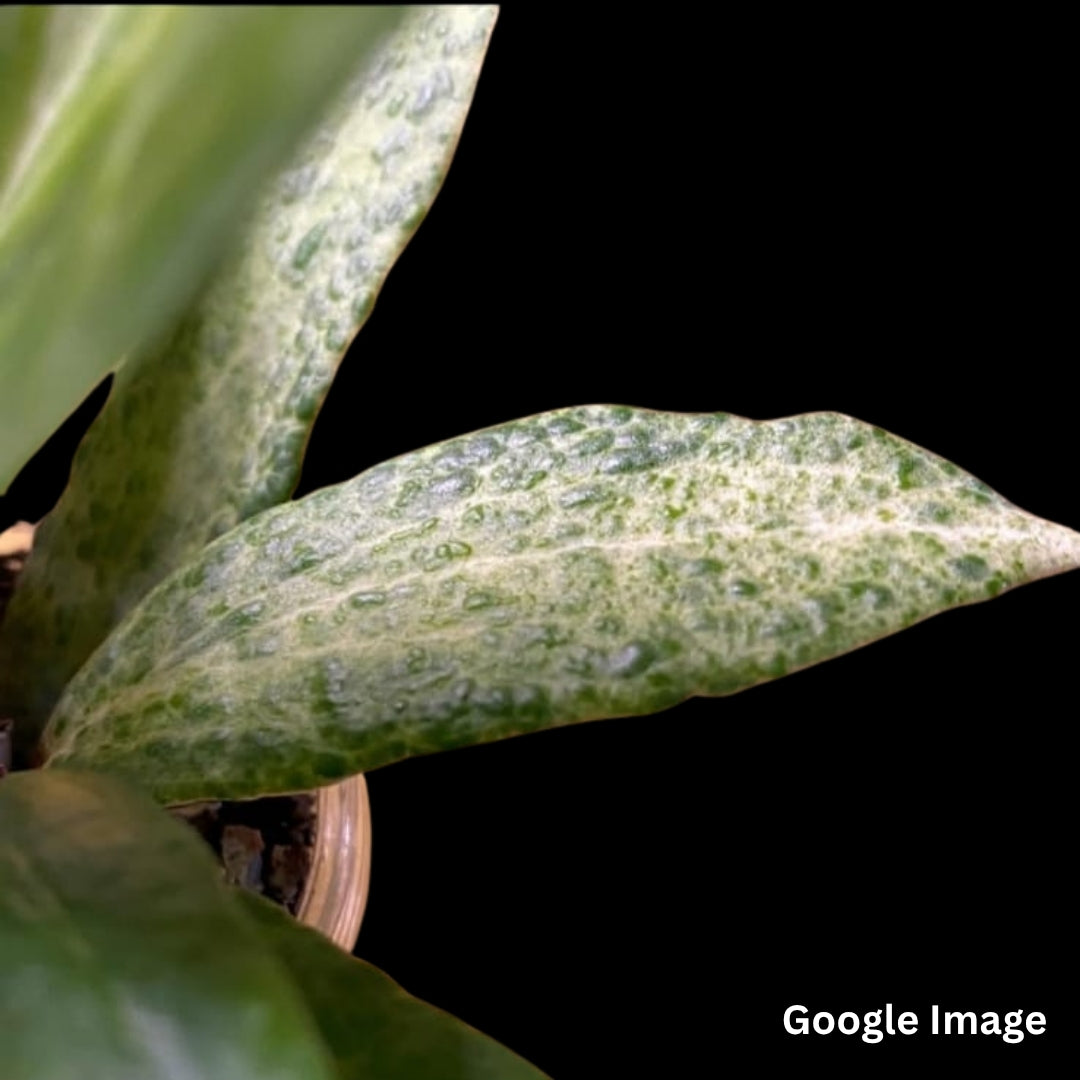 Hoya Crocodile (Small) PRE-ORDER-JULY091