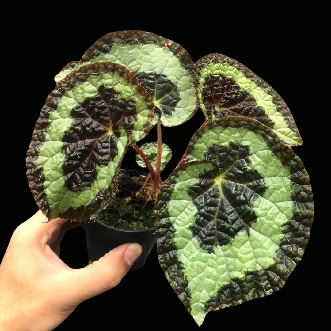 Begonia longiciliata 'White' sp. (PRE-ORDER)-JUL092