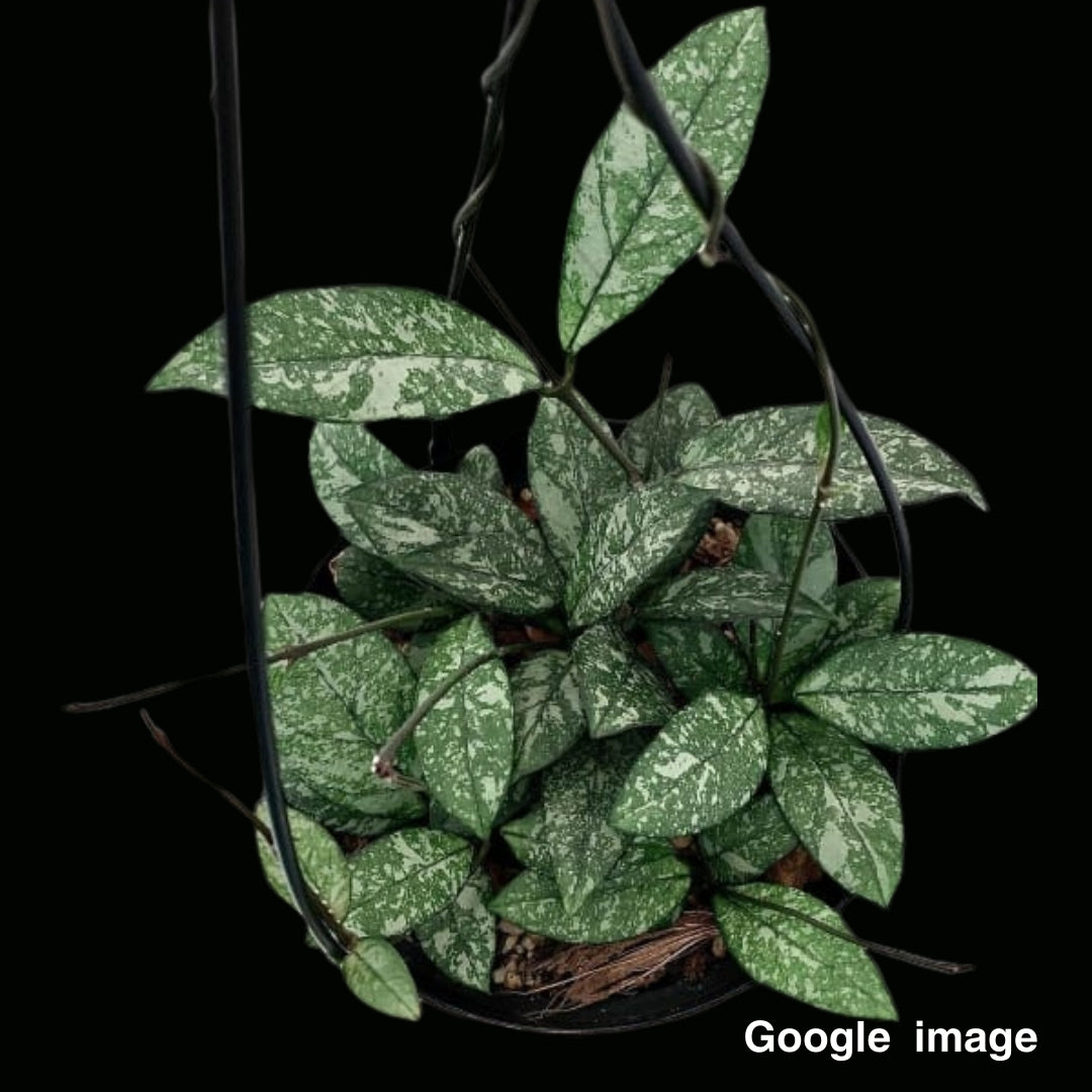 Hoya Crassipetiolata Splash (Large) PRE-ORDER-JULY142