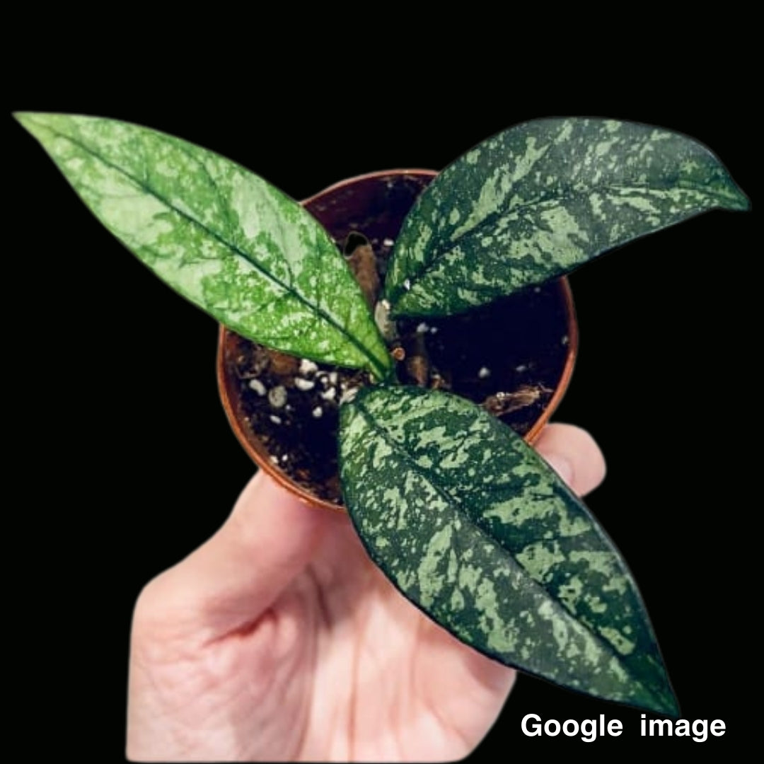 Hoya Crassipetiolata Splash (Large) PRE-ORDER-JULY142