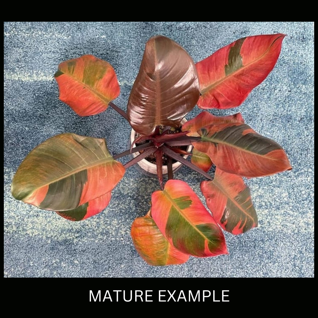 Philodendron Black Cardinal no.2 Variegated Tissue Culture (PRE-ORDER)-TC115