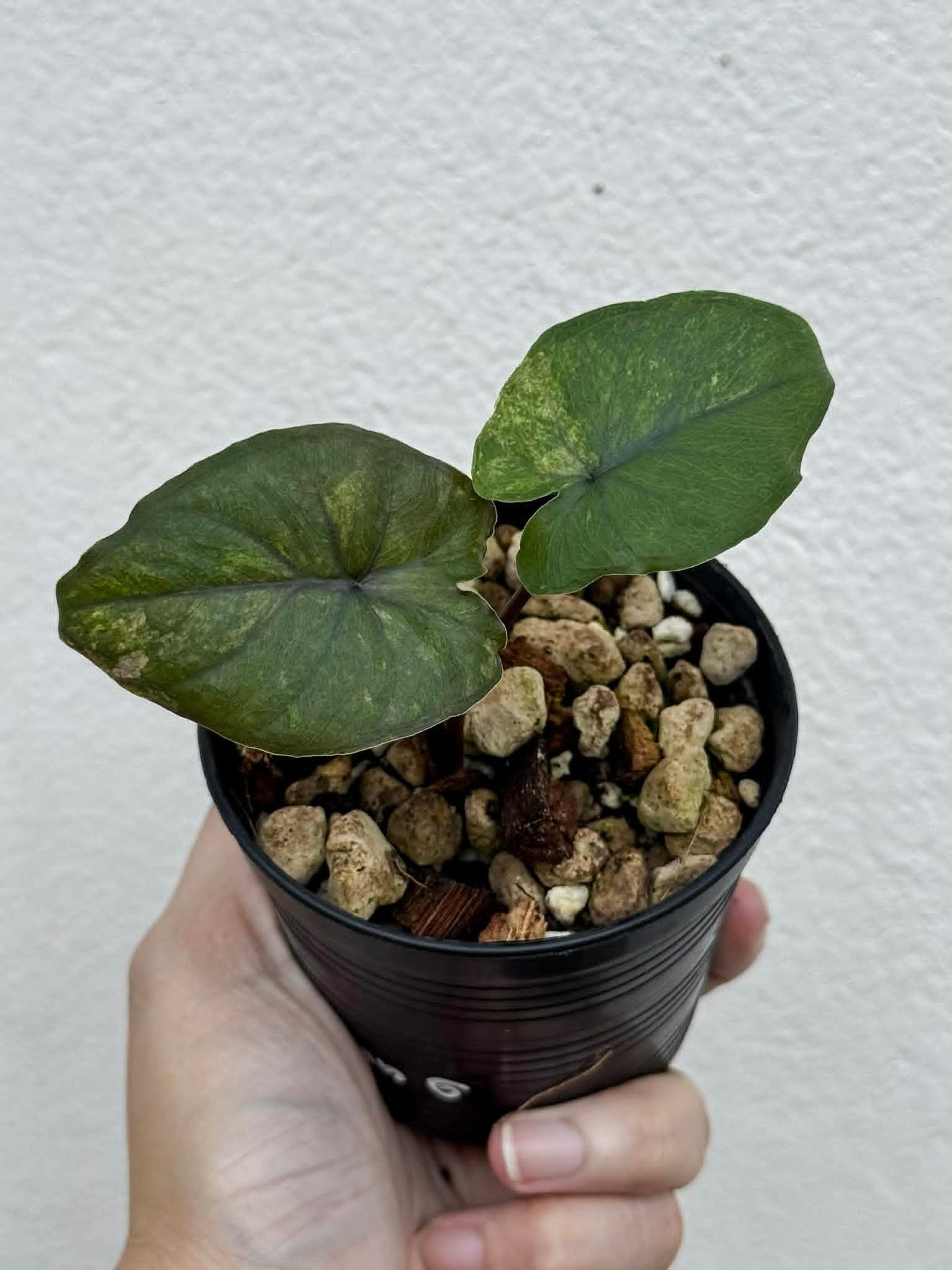 Alocasia Serendipity Gold - Pre Order