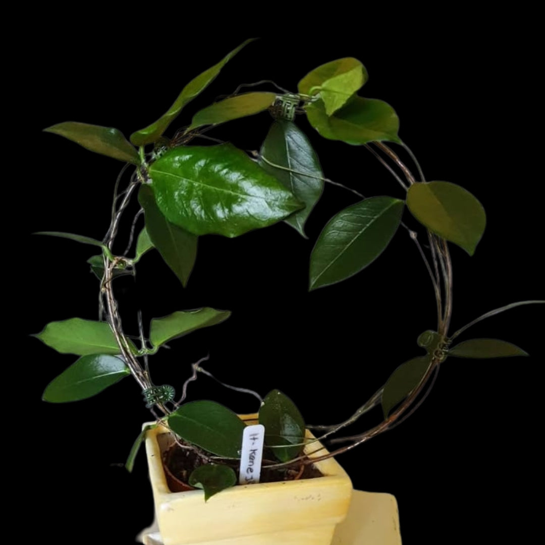 Hoya kenejiana Large (PRE-ORDER)-JULY195