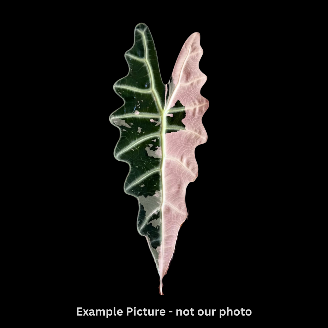 Alocasia Amazonica Albo/Pink Tissue Culture (PRE-ORDER)-TC002 – Fuzzy Roots