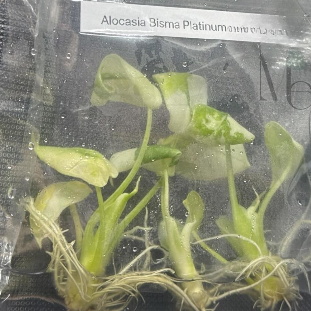 Alocasia Bisma Variegated Tissue Culture (PRE-ORDER)-TC017