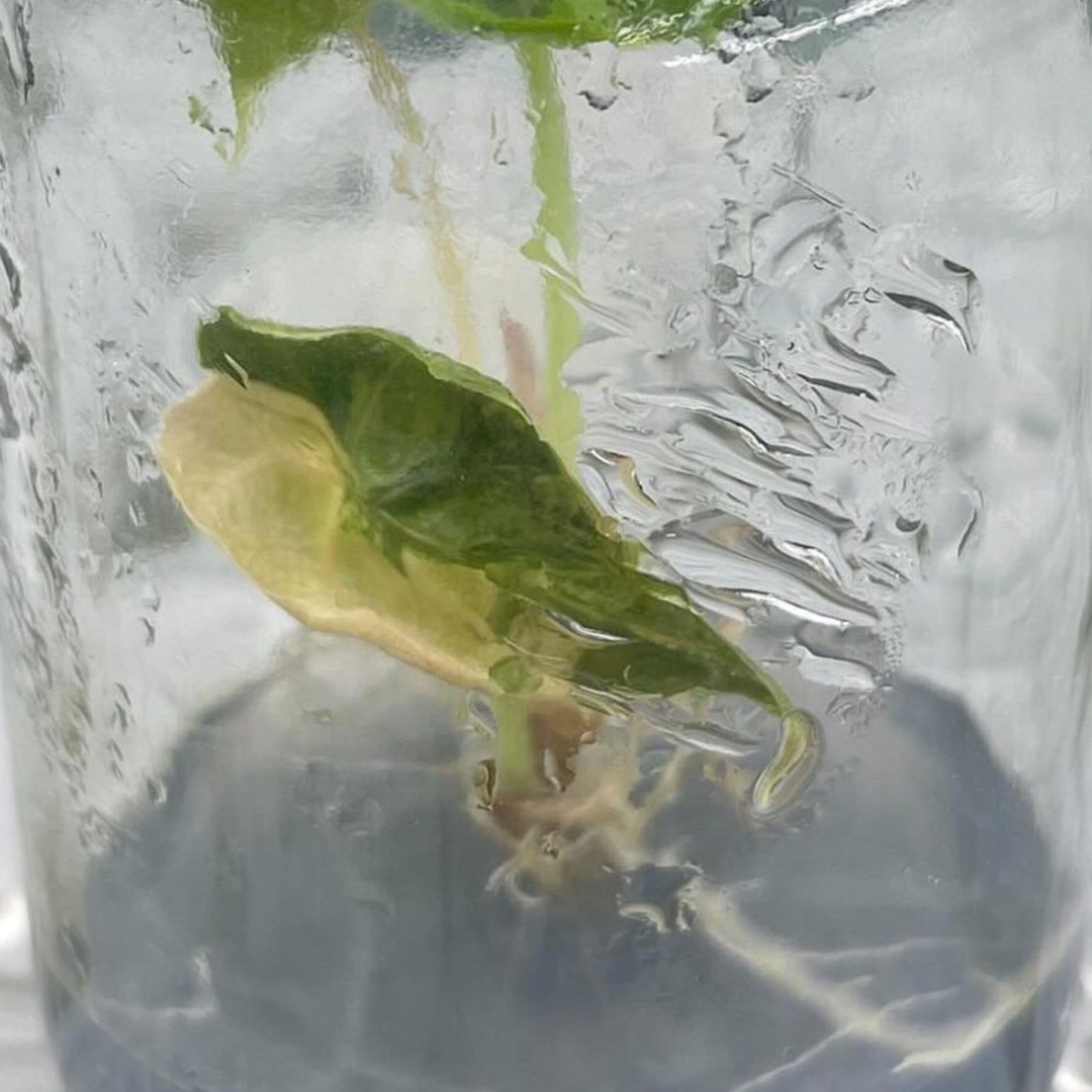 Alocasia Azlanii Aurea Tissue Culture (PRE-ORDER)-TC007