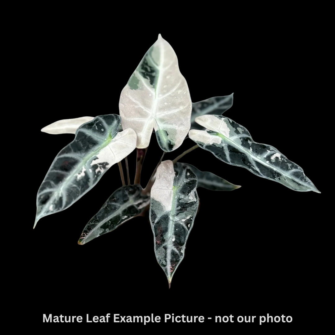 Alocasia Bambino Albo Tissue Culture (PRE-ORDER)-TC009