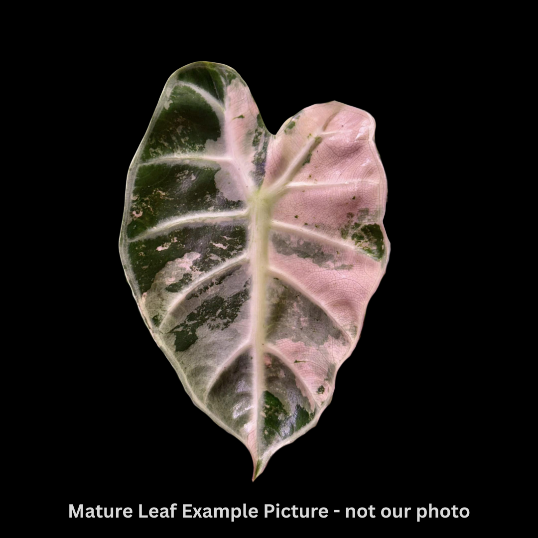 Alocasia Heart Balloon Albo/Pink Tissue Culture (PRE-ORDER)-TC027