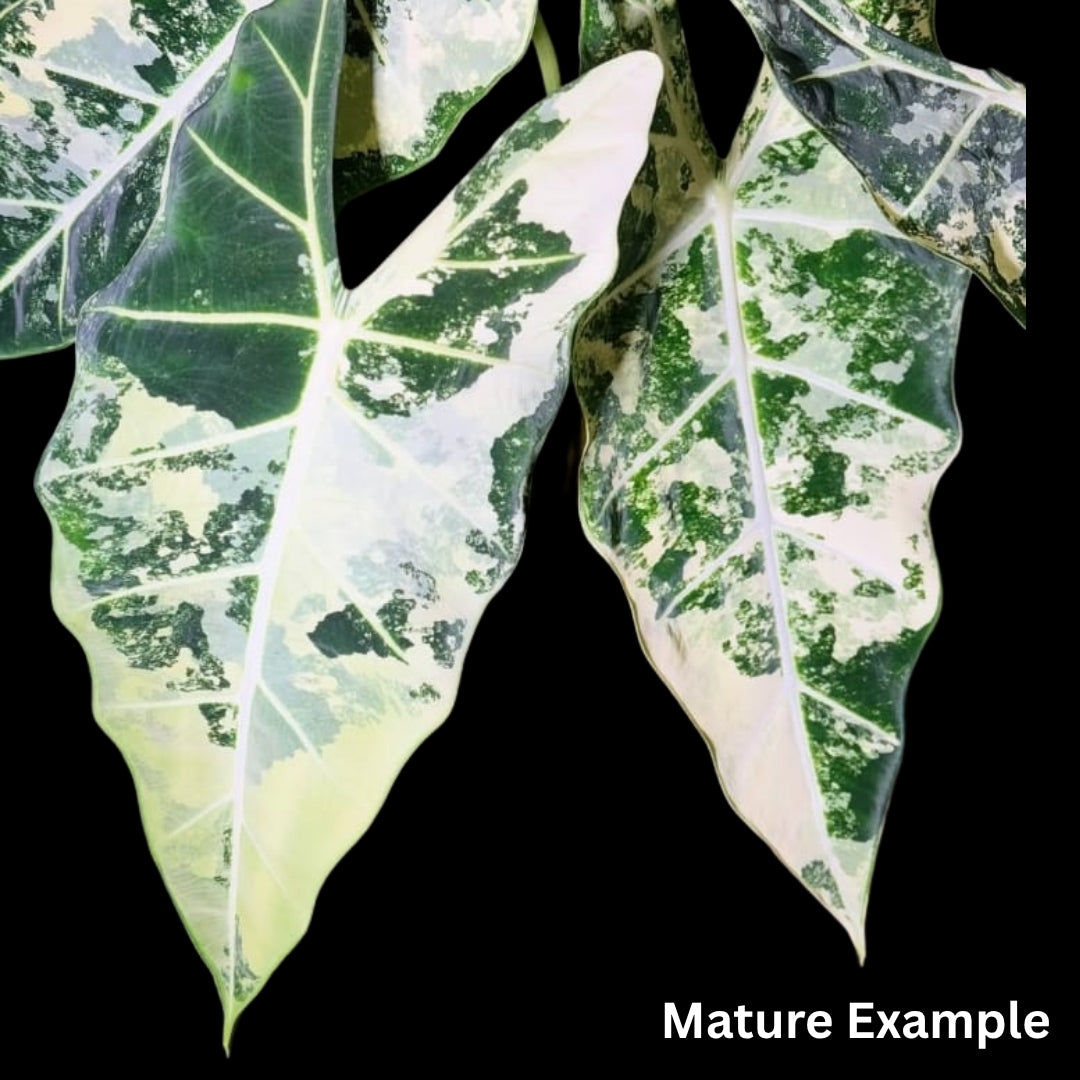 Alocasia Frydek Albo Tissue Culture (PRE-ORDER)-TC025