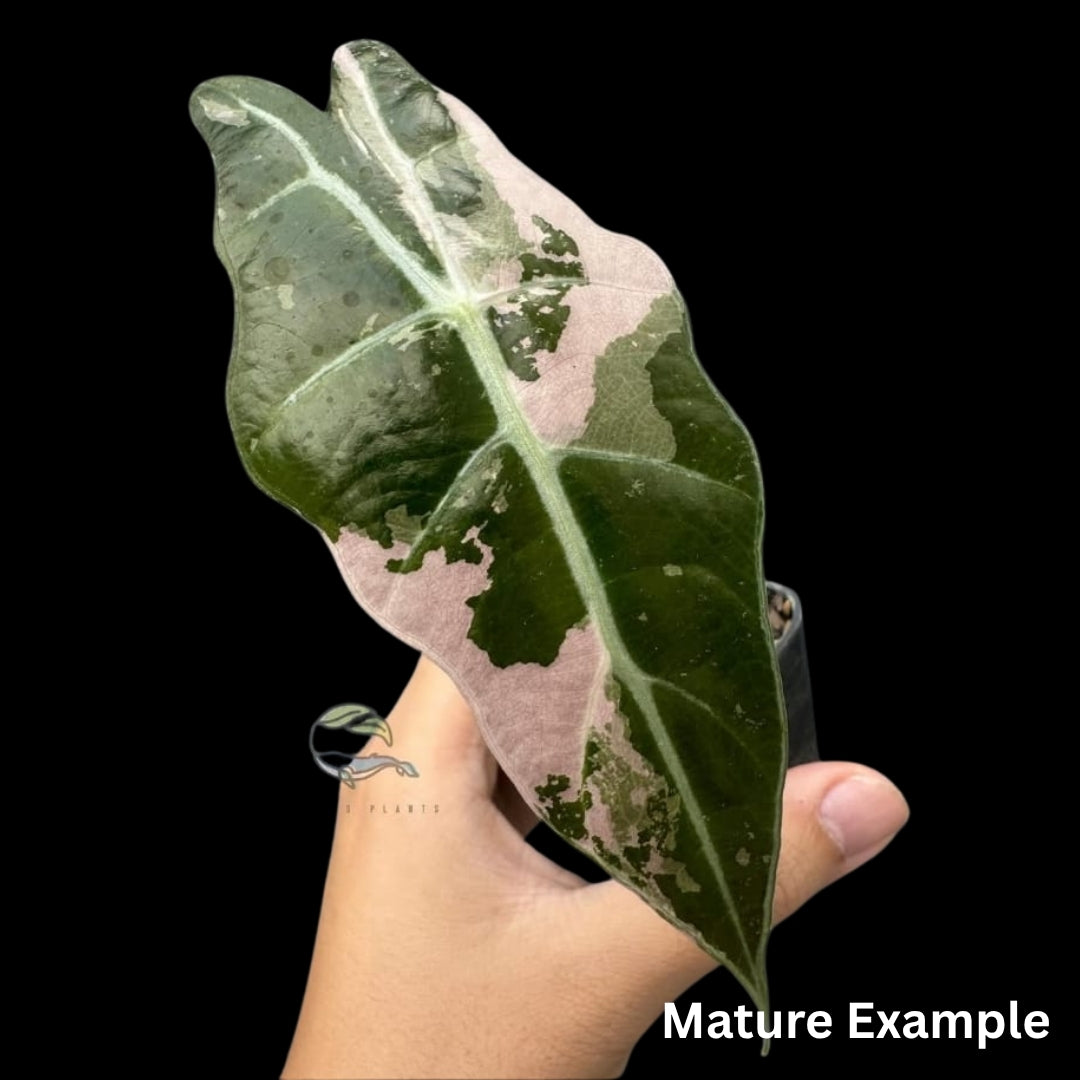 Alocasia Sanderiana Bull Albo/Pink Variegated Tissue Culture (PRE-ORDER)-TC060