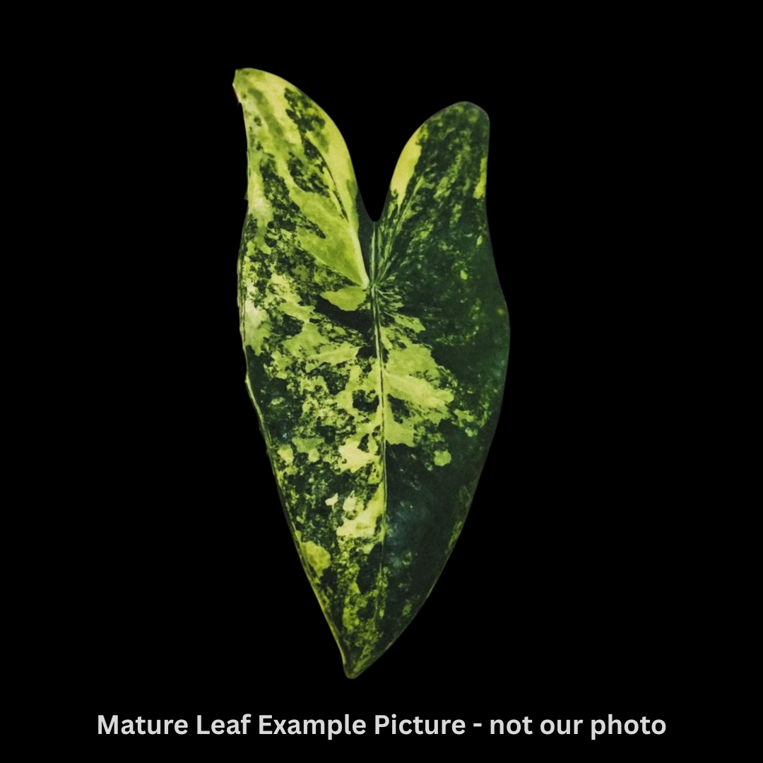 Alocasia Black Stem Aurea Tissue Culture (PRE-ORDER)