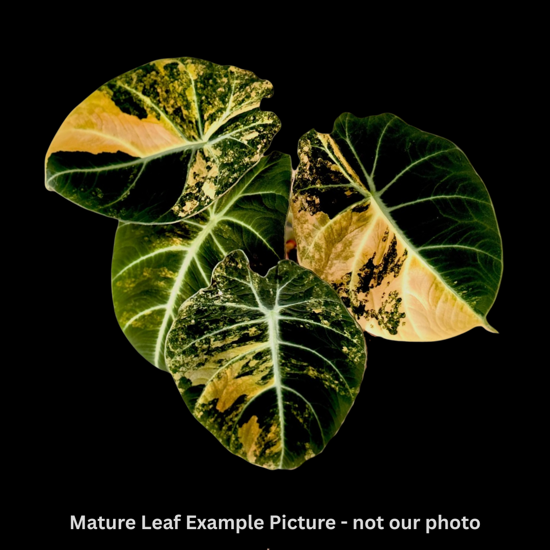 Alocasia Black Velvet Aurea/Gold Tissue Culture (PRE-ORDER)-TC016
