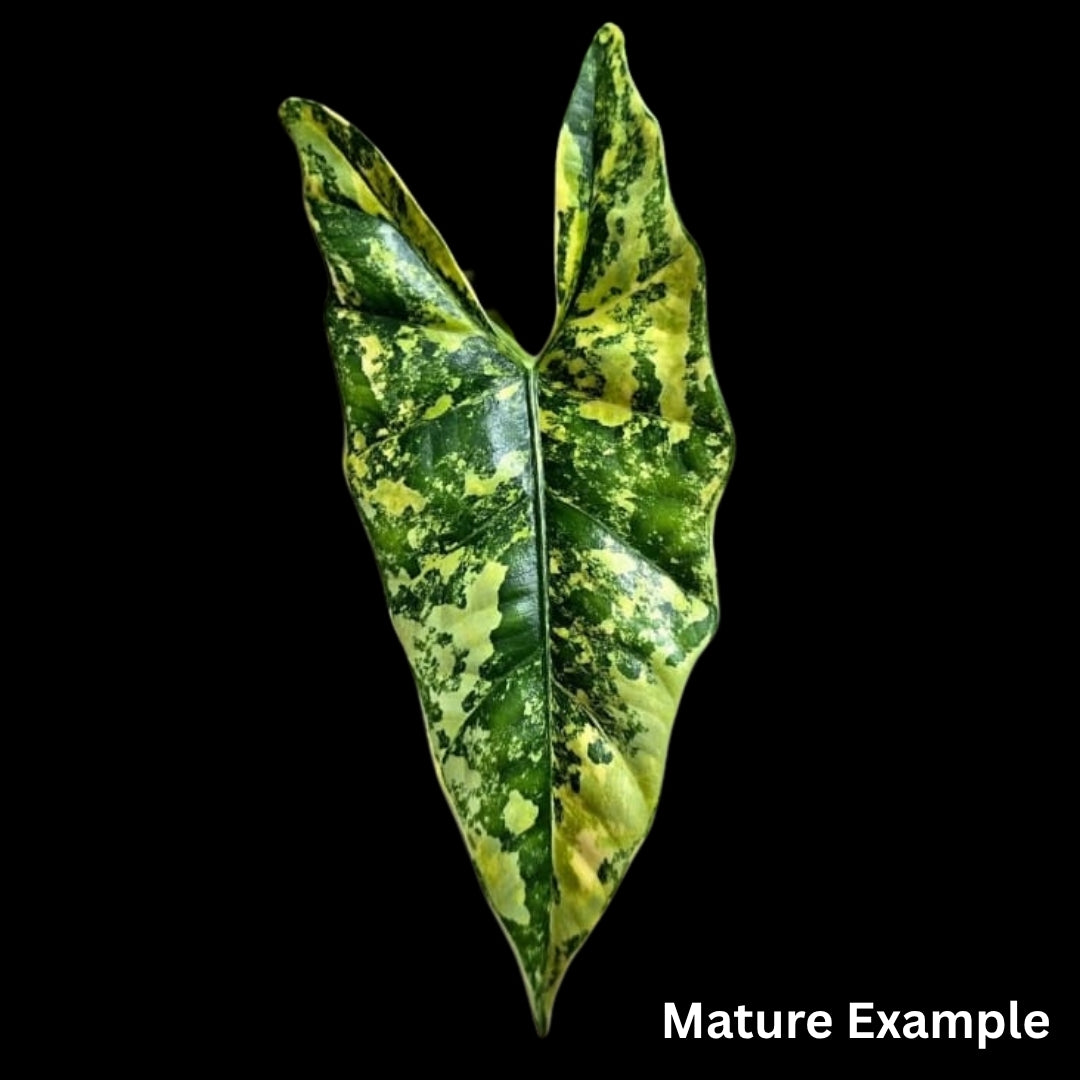 Alocasia Simpo Aurea Tissue Culture (PRE-ORDER)-TC069