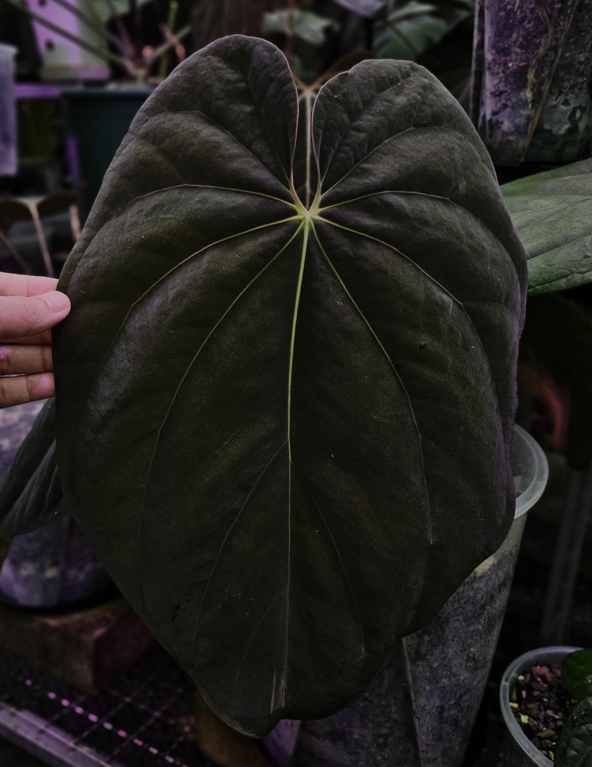 Antolakii (parent plant)
