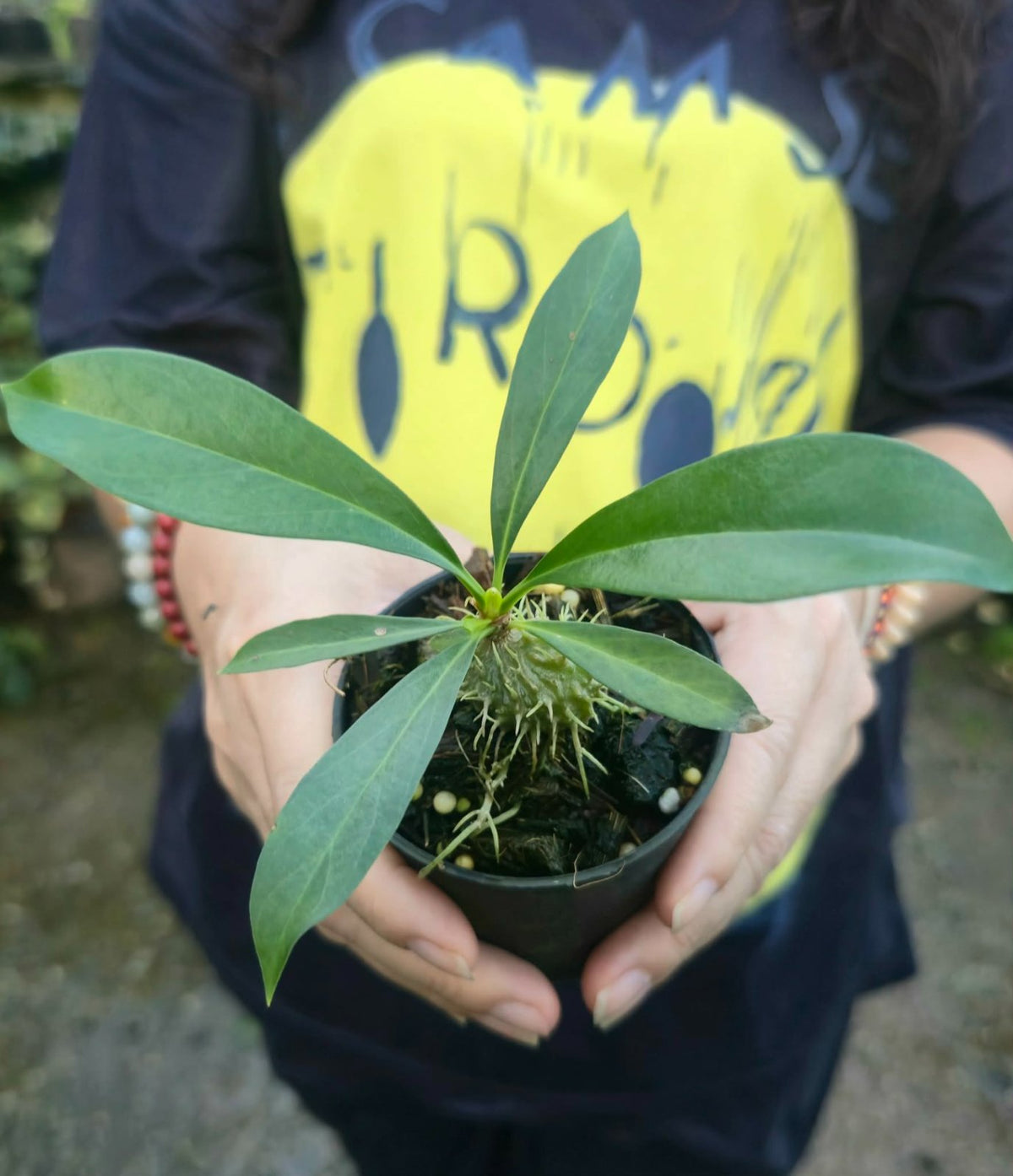 Myrmecodia tuberosa Papua (PRE-ORDER)-CHU015