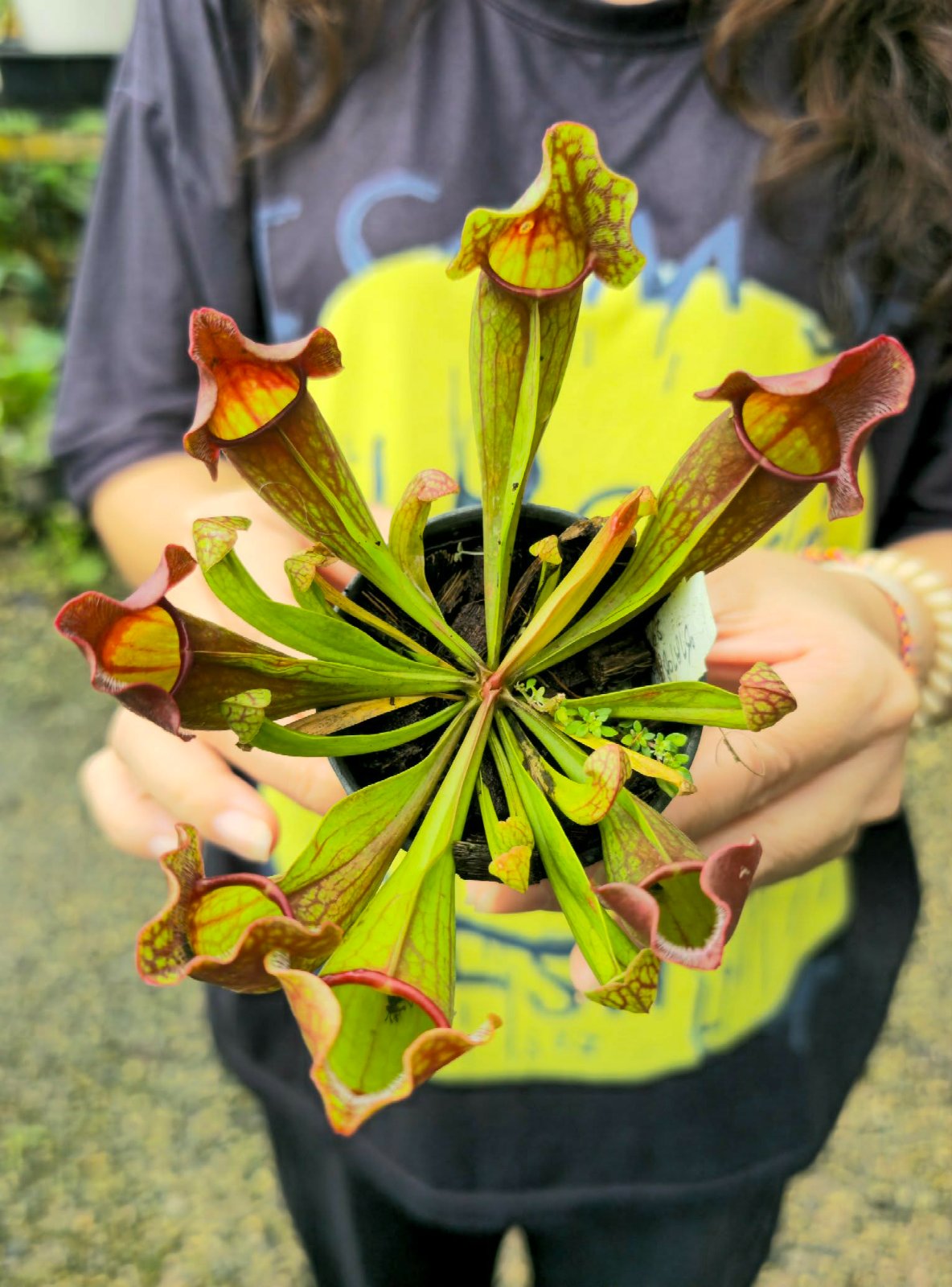 Sarracenia sp. (PRE-ORDER)-CHU023