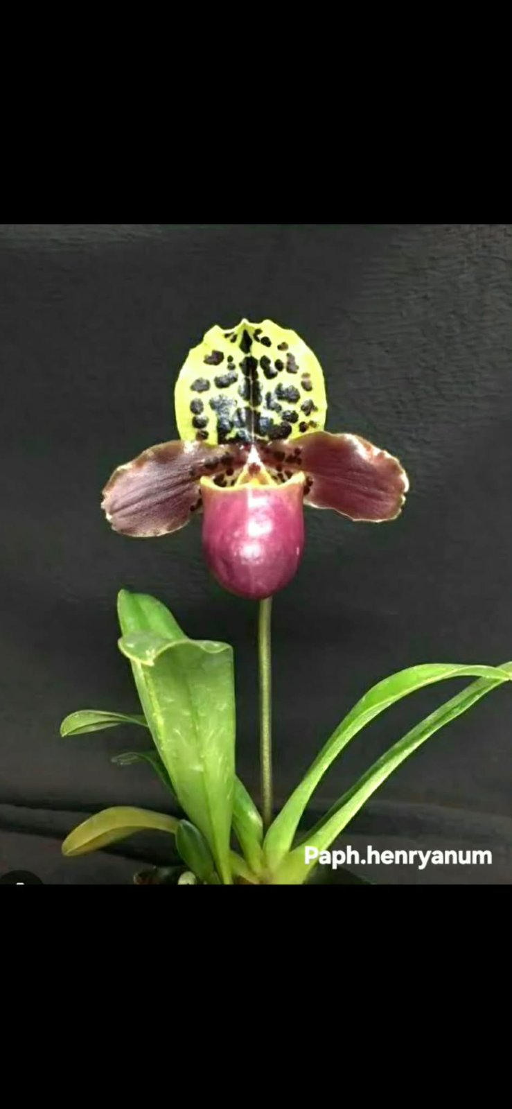 Paphiopedilum henryanum (PRE-ORDER)-CHU044