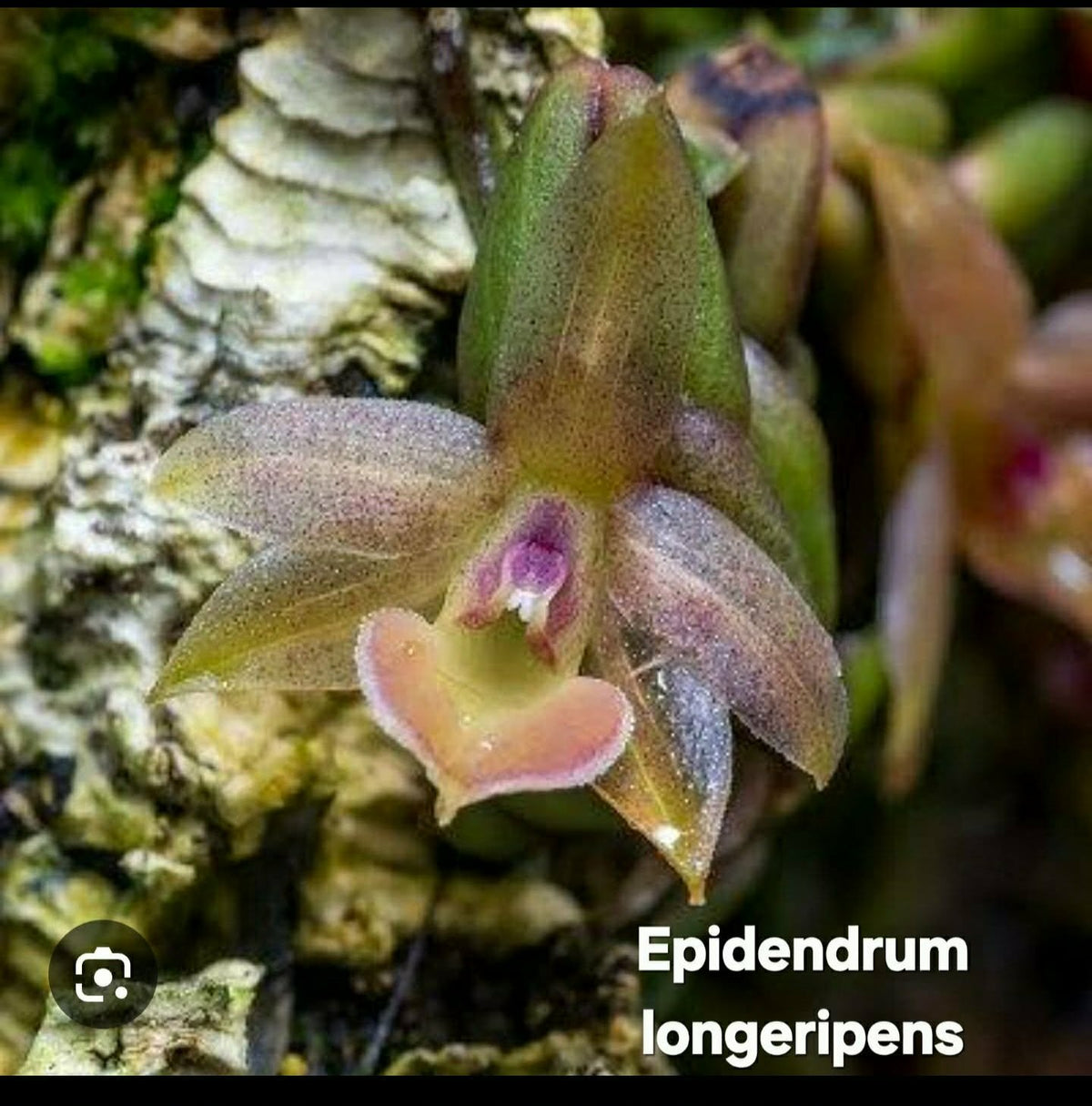 Epidendrum longeripens (PRE-ORDER)-CHU059