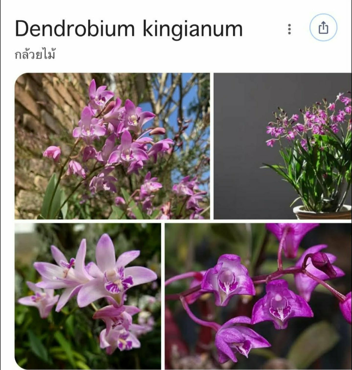 Dendrobium kingianum var. (PRE-ORDER)-CHU061