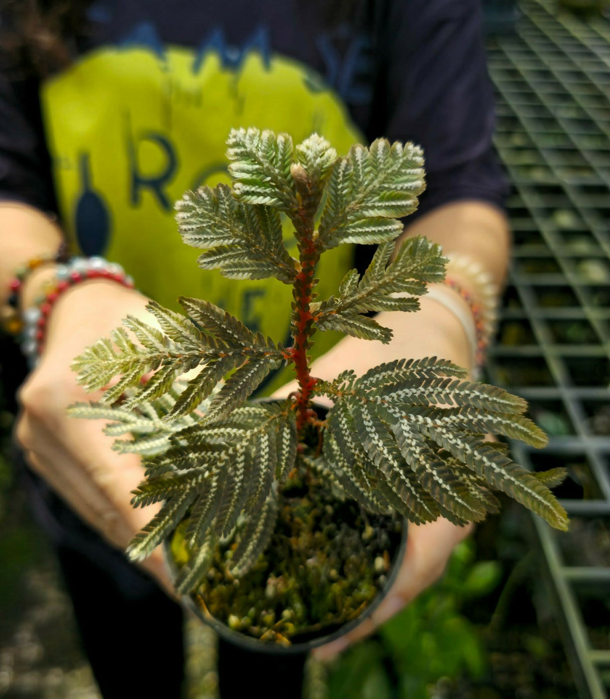 Selaginella picta (PRE-ORDER)-CHU072