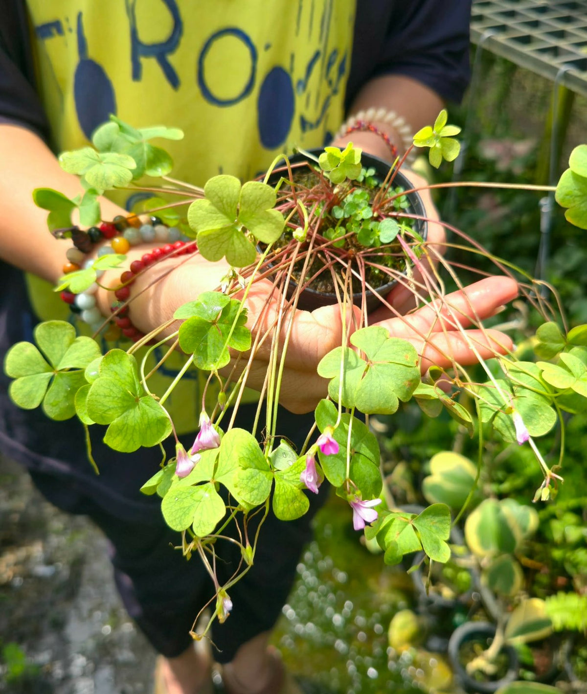 Oxalis articulata (PRE-ORDER)-CHU079