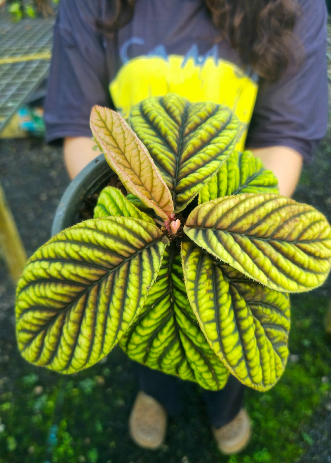 Ardisia 'Cool Fire' - Large (PRE-ORDER)-CHU100