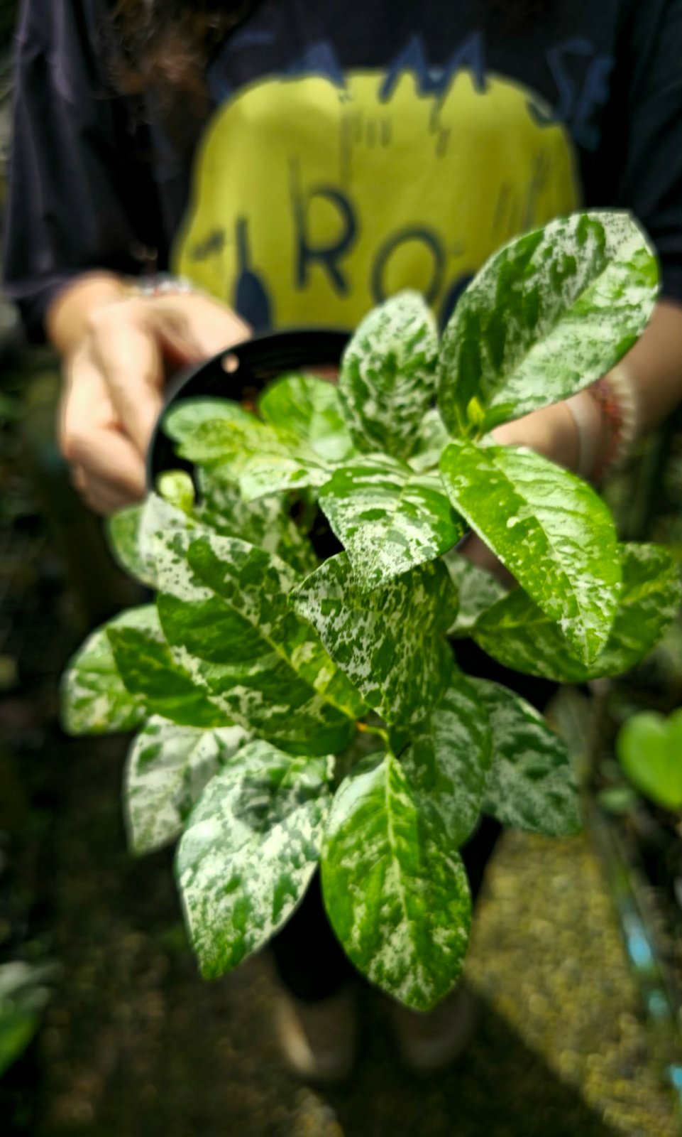 Ficus sp. marble var. (PRE-ORDER)-CHU137