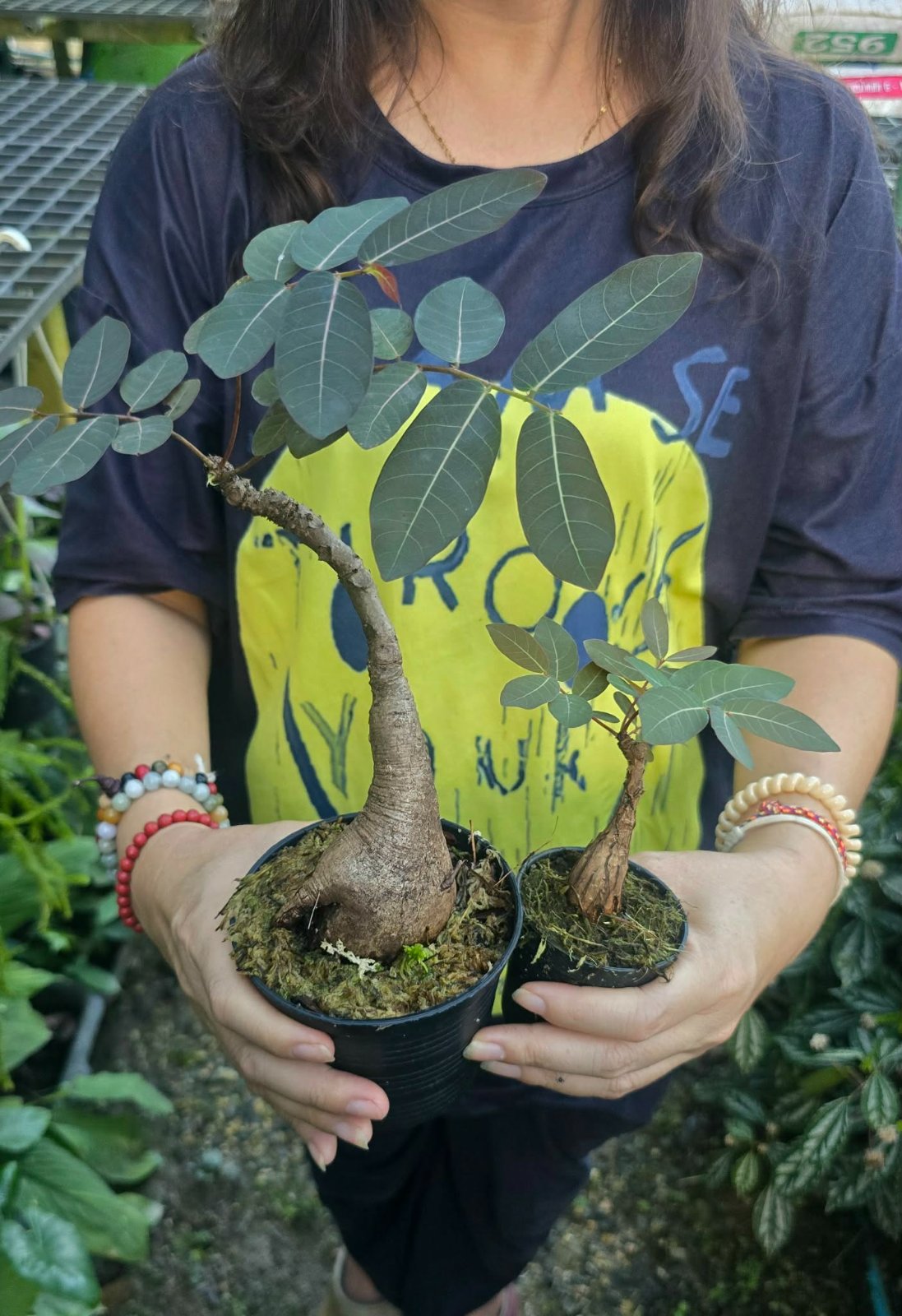 Phyllanthus Mirabilis (PRE-ORDER)-CHU156