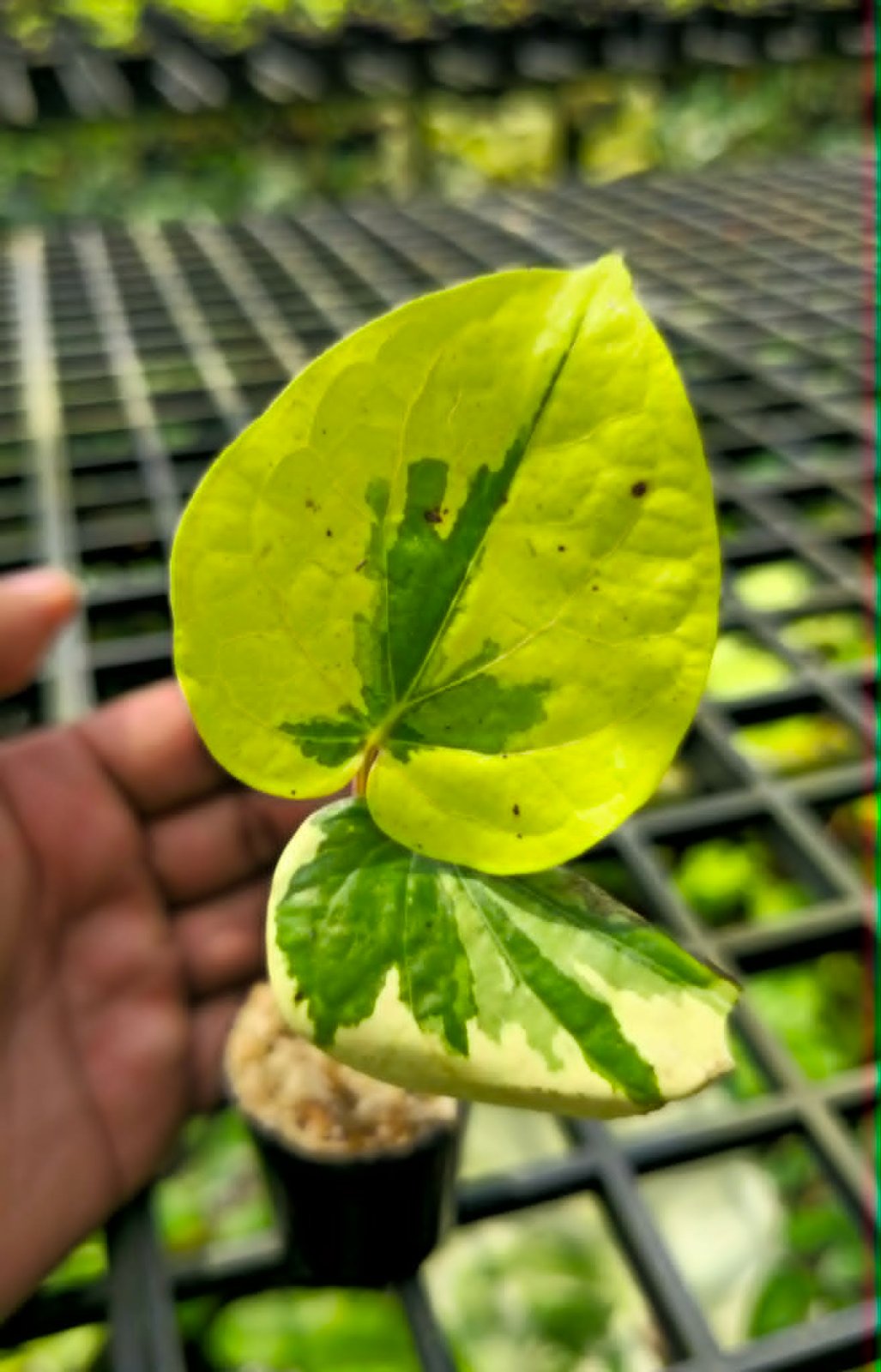 Piper sp. aurea var.(sumatra) (PRE-ORDER)-CHU187