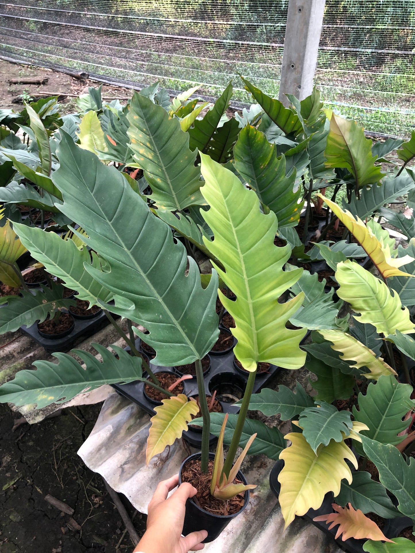Philodendron Caramel Marble Green (Pluto) (Pre-Order)