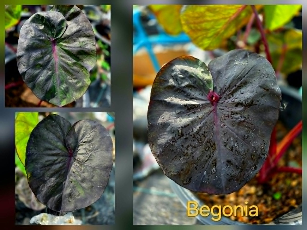 Colocasia Begonia