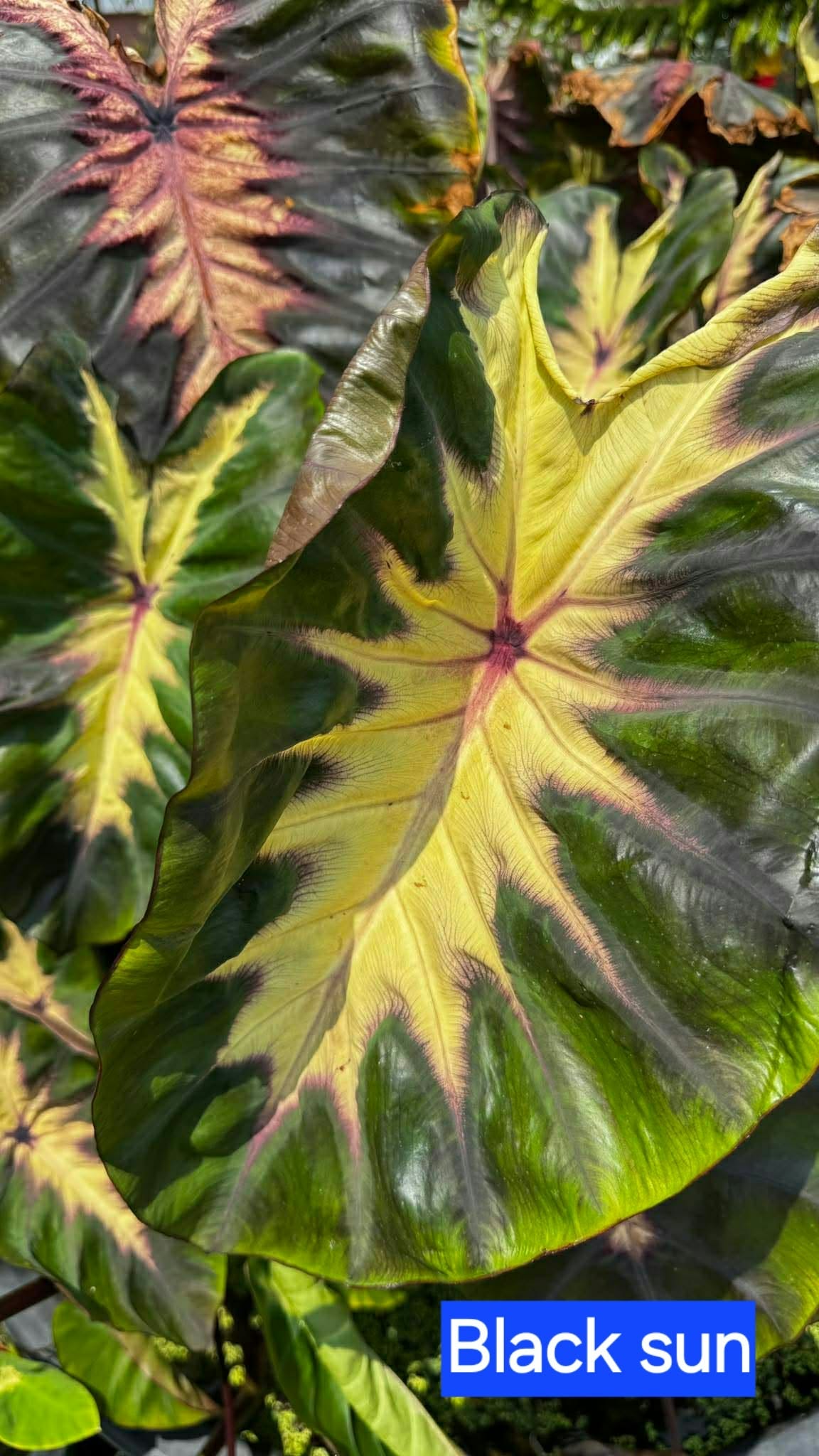 Colocasia Black Sun