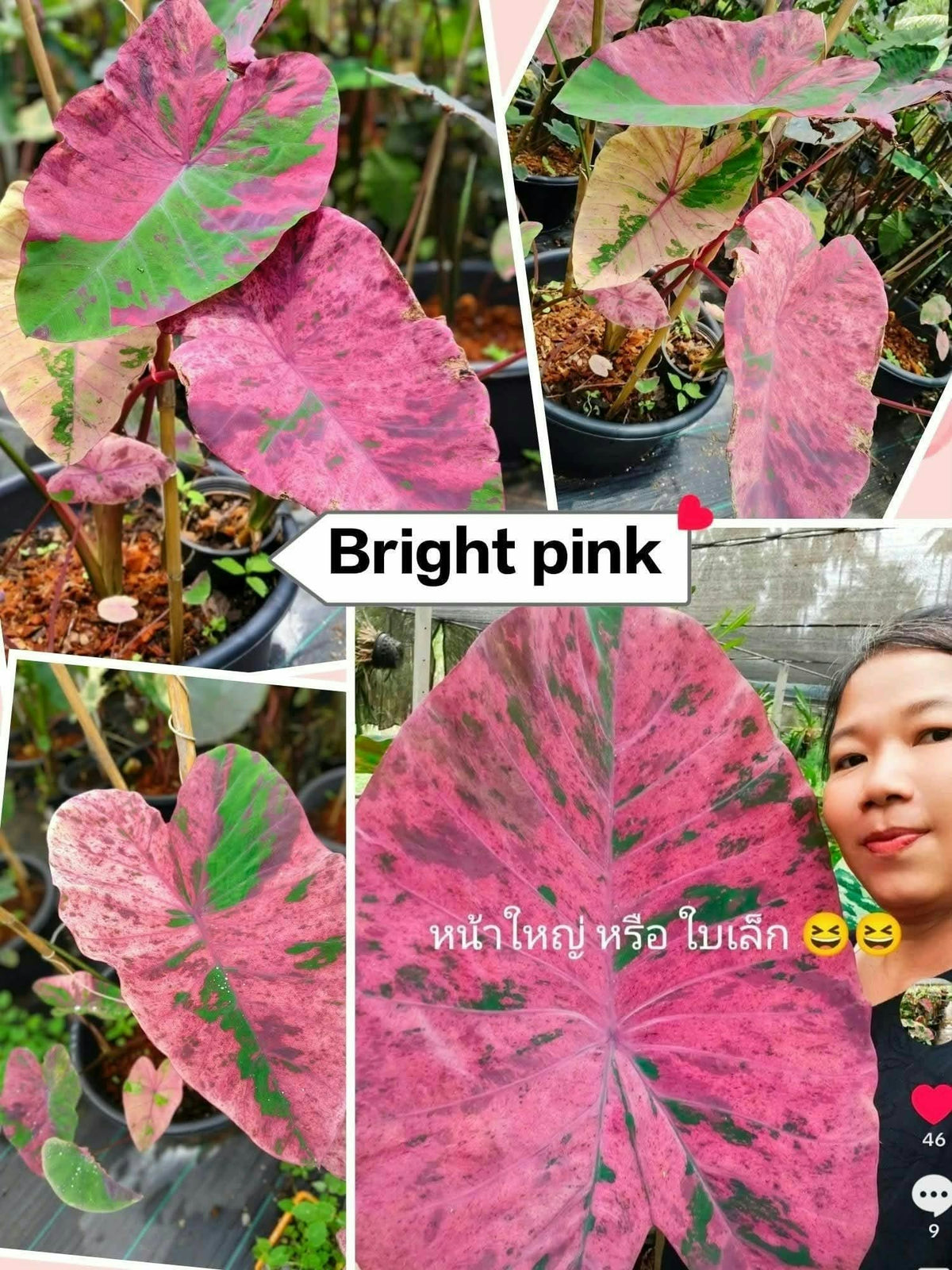 Colocasia Bright Pink