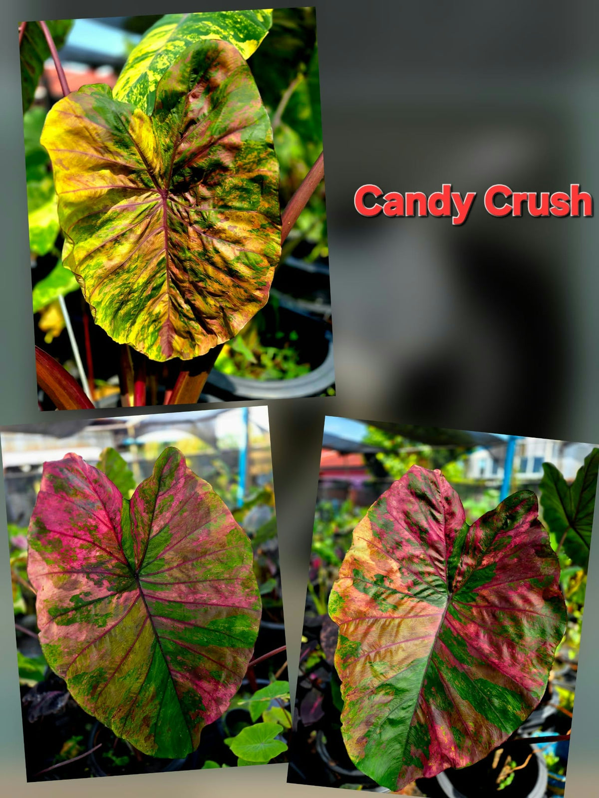 Colocasia Candy Crush