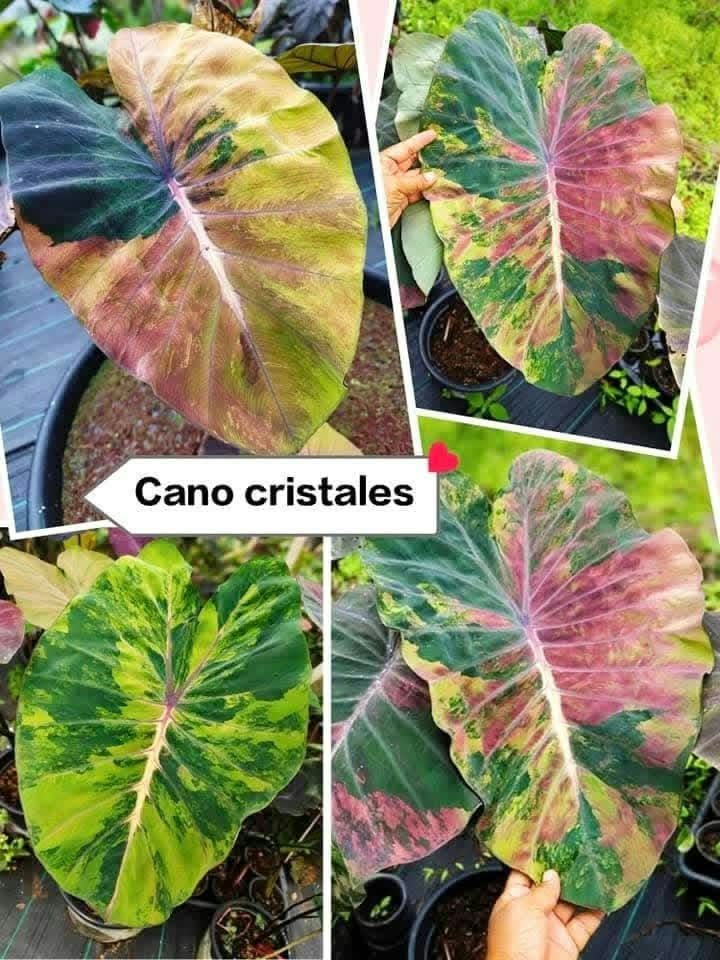 Colocasia Cano Cristales