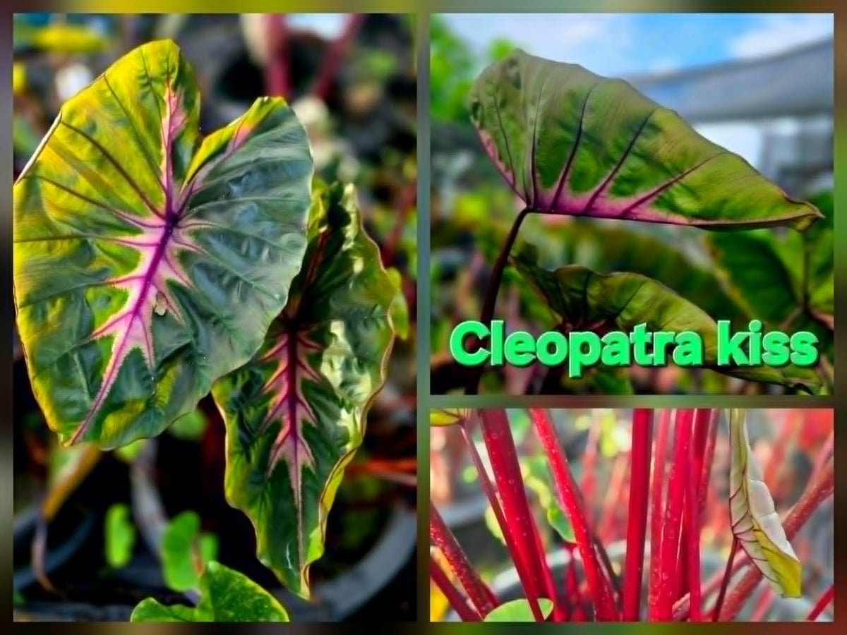 Colocasia Cleopatra Kiss