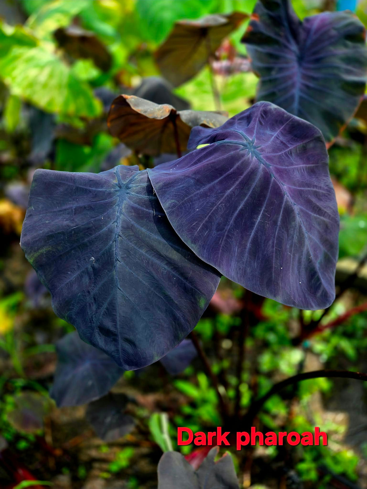 Colocasia Dark Pharoah