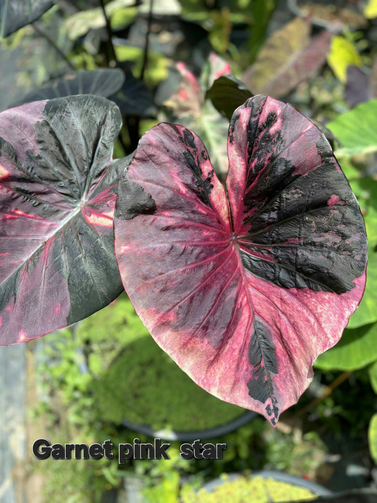 Colocasia Garnet Pink Star