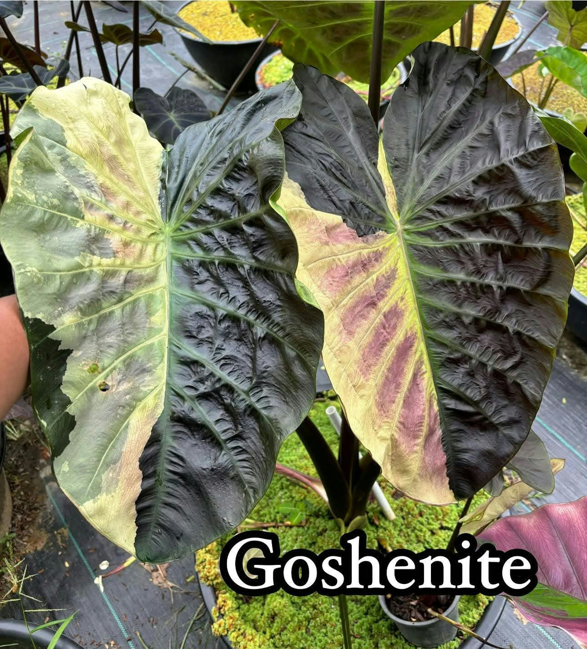 Colocasia Goshenite