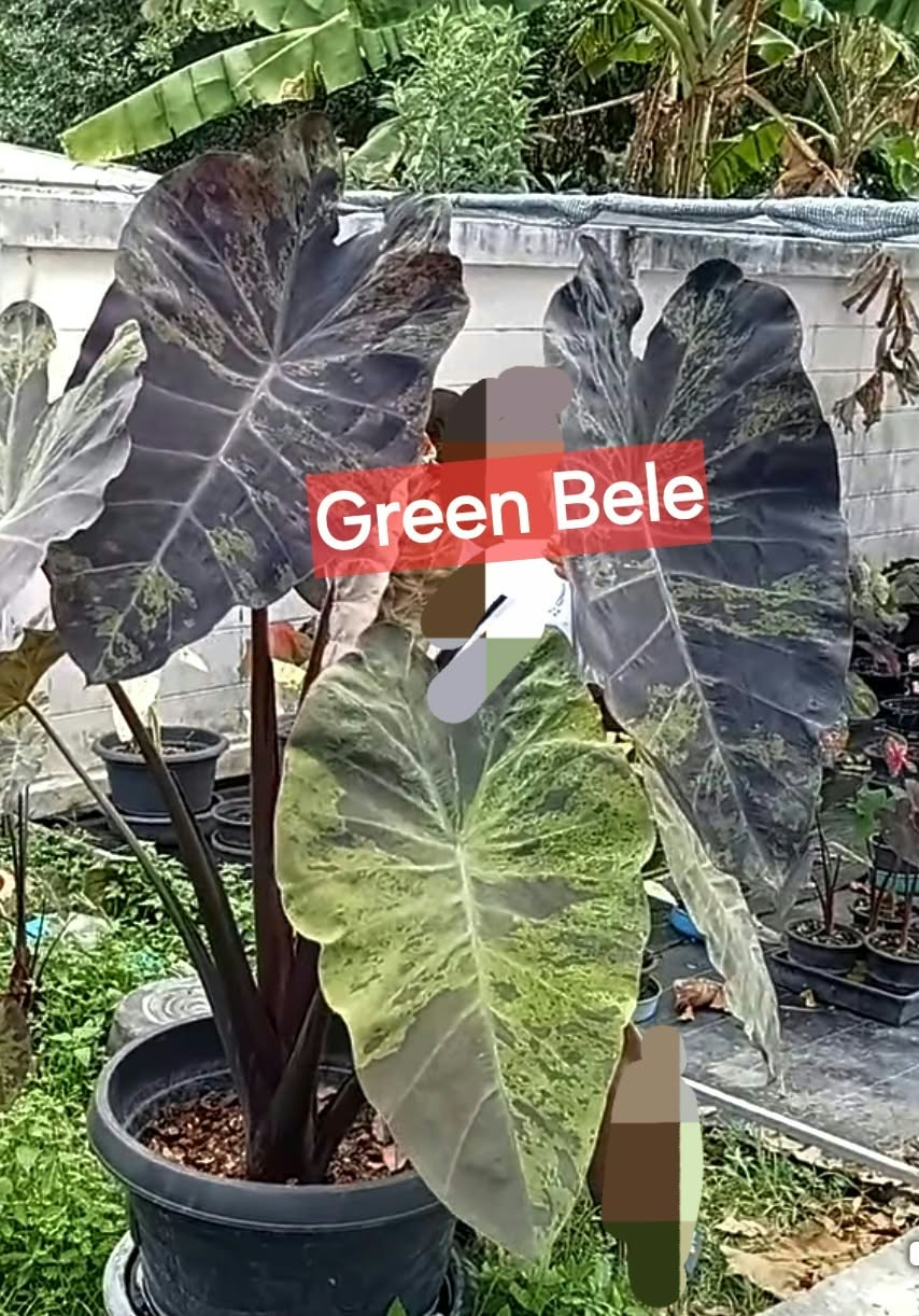 Colocasia Green Bele
