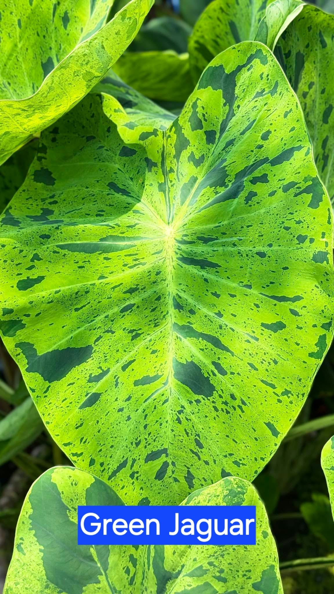 Colocasia Green Jaguar