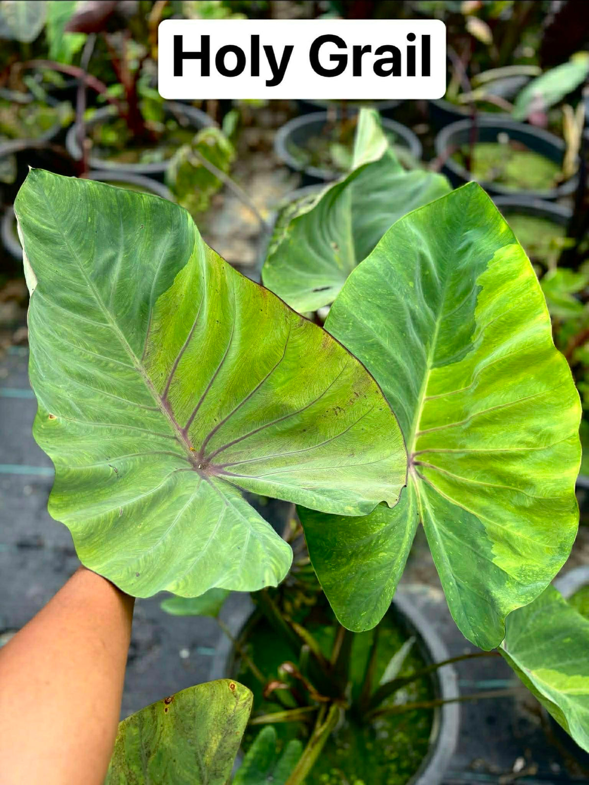 Colocasia Holy Grail