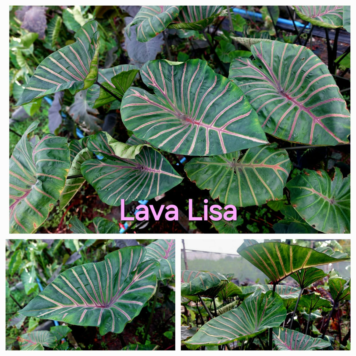Colocasia Lava Lisa