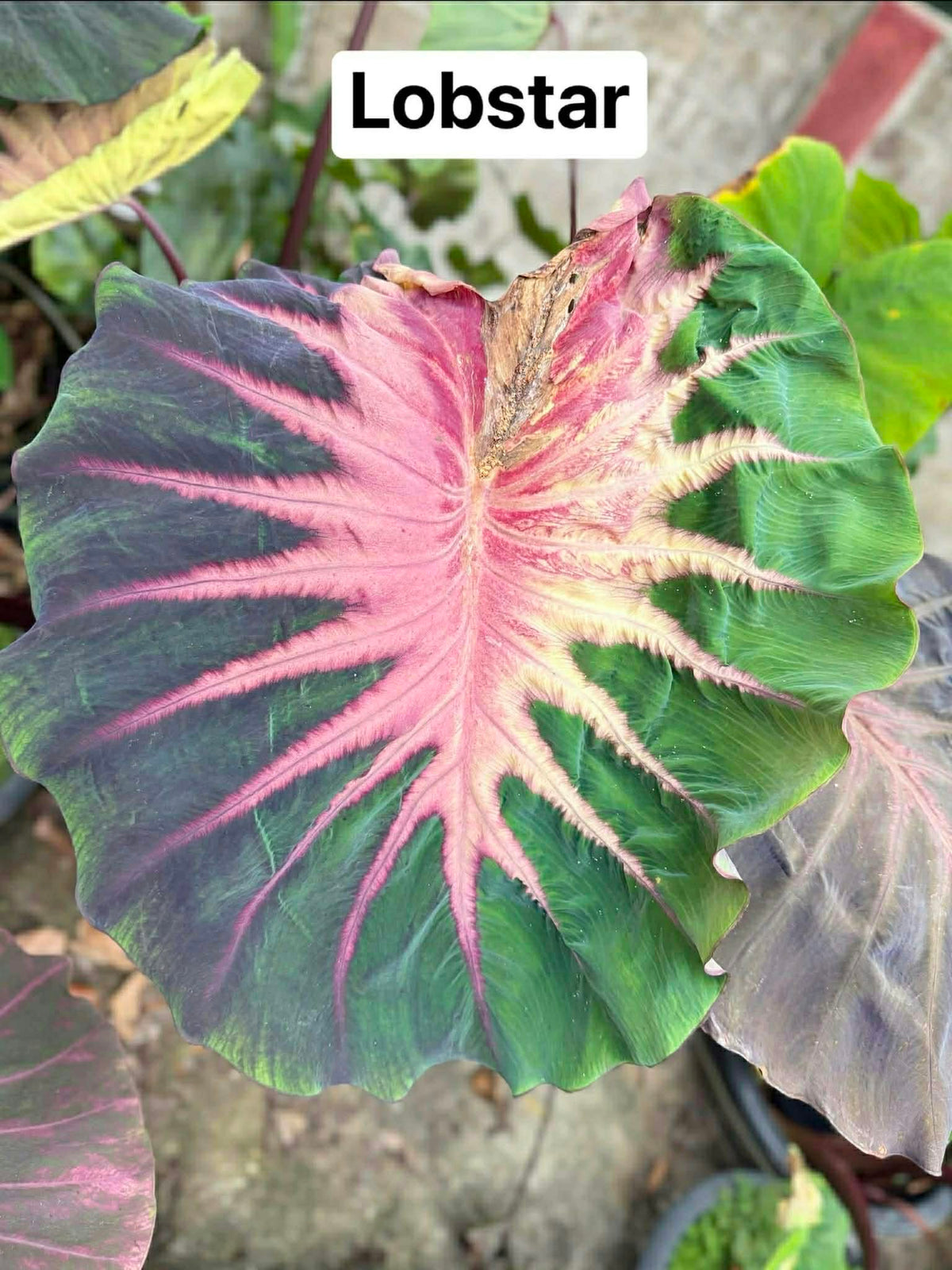 Colocasia Lobster