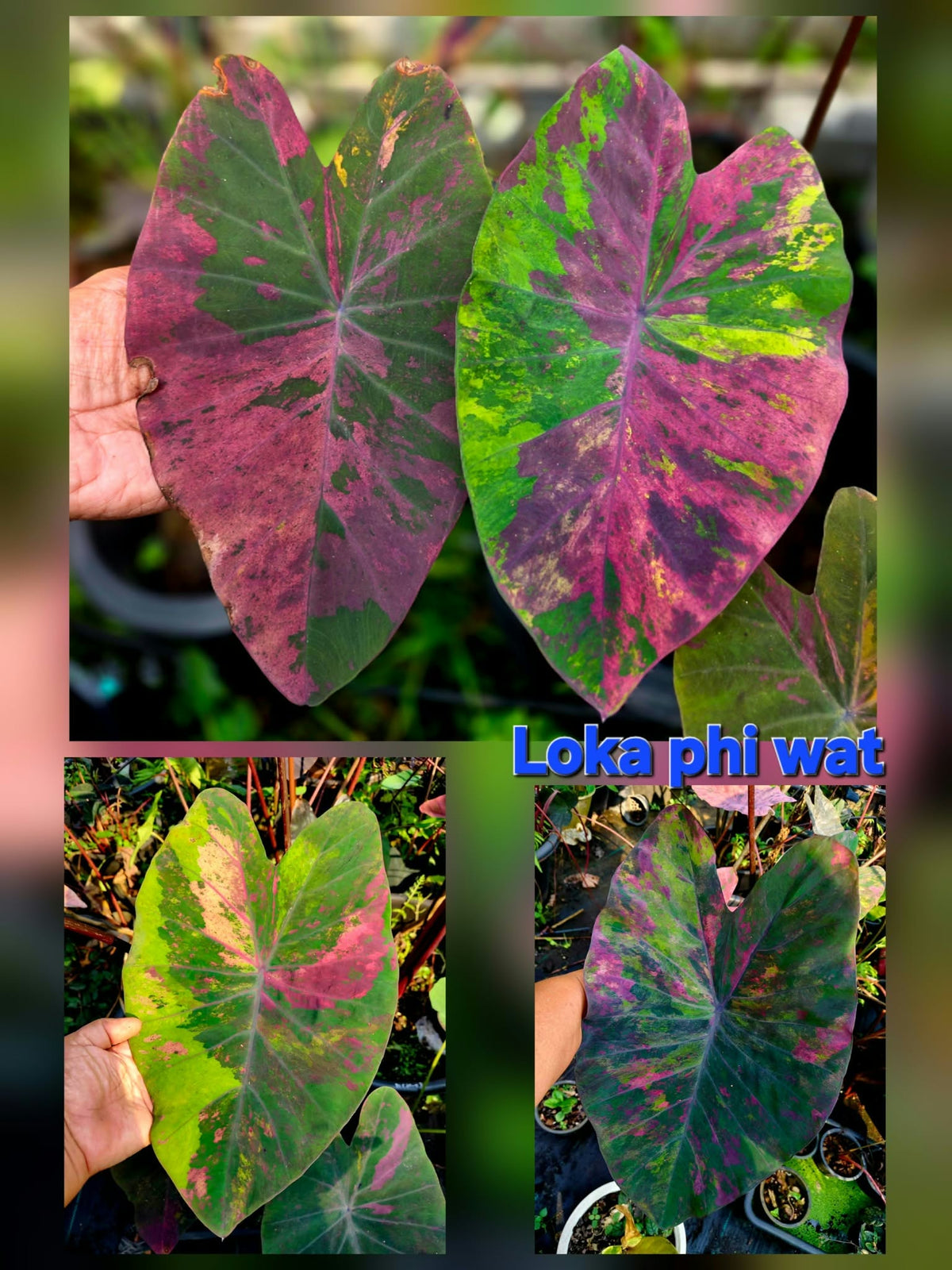 Colocasia Loka Pi Wat