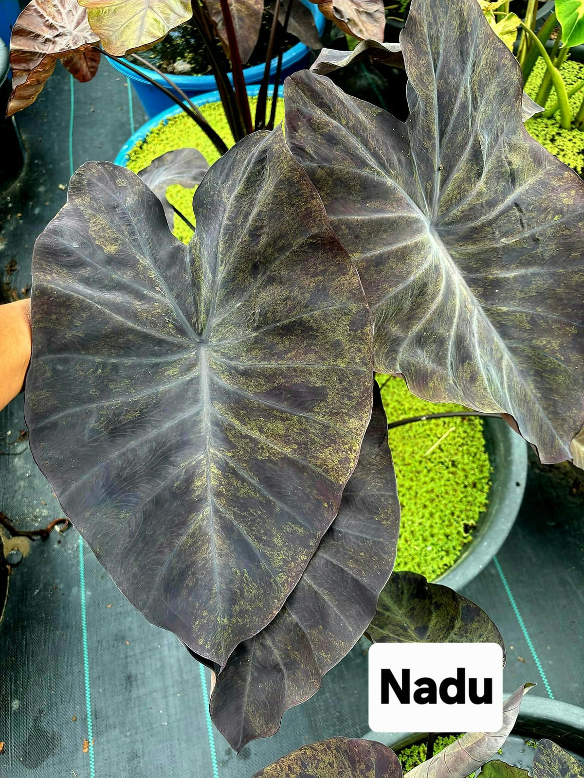 Colocasia Nadu