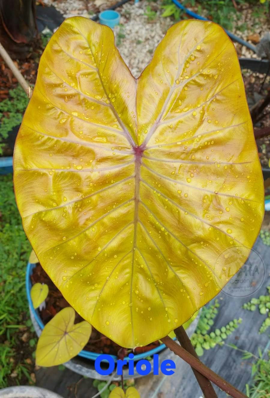 Colocasia Oriole