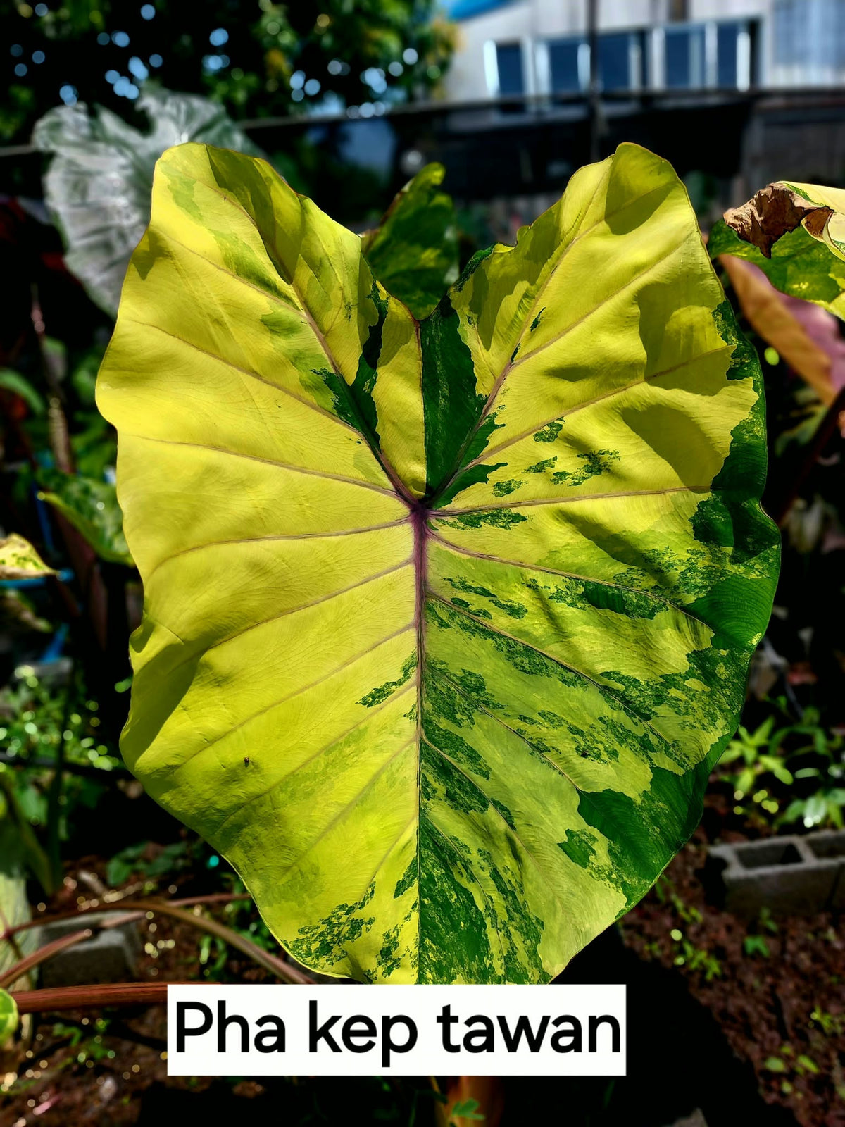 Colocasia Pha Kep Tawan