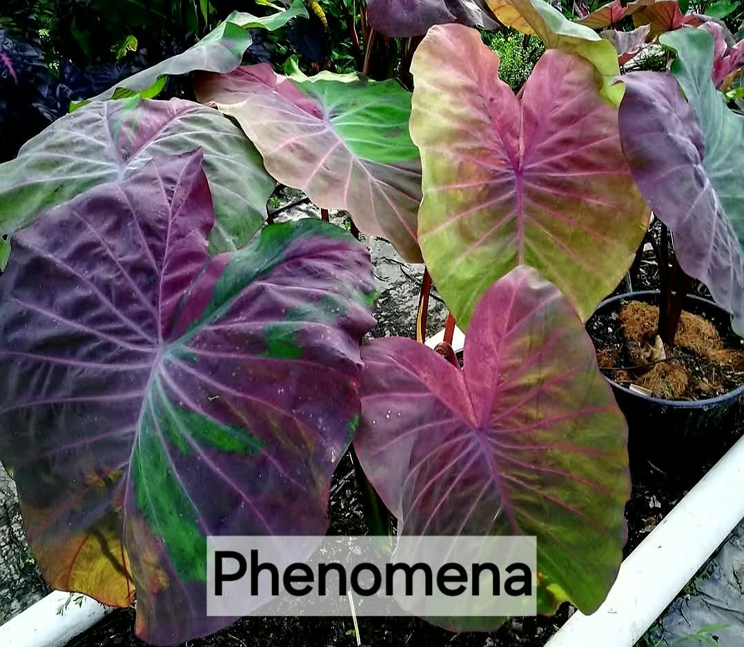 Colocasia Phenomena